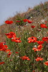 poppies in Pompeii