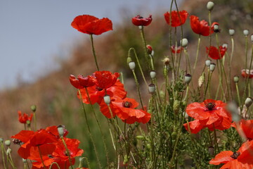 Obraz premium poppies in Pompeii