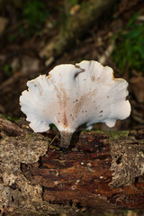 Mushroom Picipes sp. underside (hymenophore) in Sao Francisco de Paula, Brazil