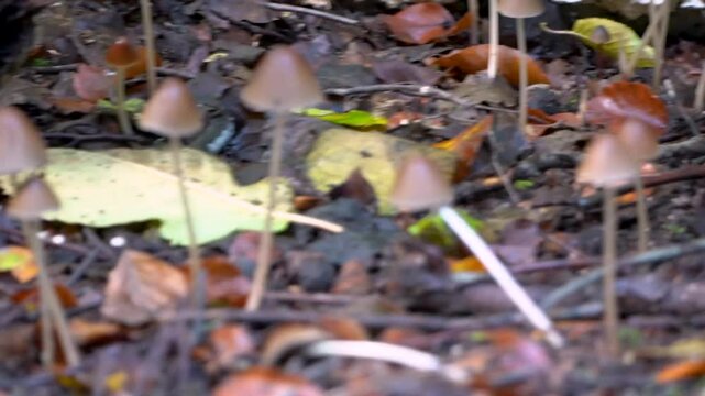 Field of small Psathyrella corrugis, Red Edge Brittlestem fungi in the forest