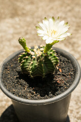 Gymnocalycium sp. cactus in bloom, beautiful white flower