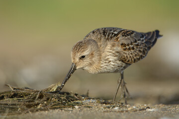 Dunlin