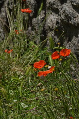 poppies in Pompeii
