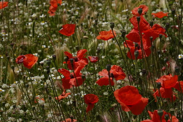 Obraz premium poppies in Pompeii