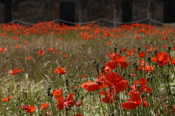 Fototapeta premium poppies in Pompeii