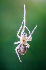 spider on a web