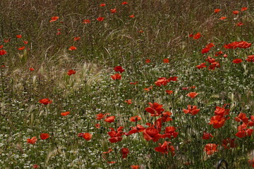 Fototapeta premium poppies in Pompeii