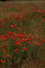 Obraz premium poppies in Pompeii