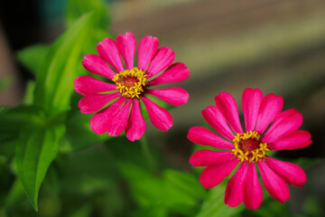 zinnia flower