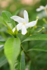 Obraz premium Jasminum sambac (Arabian jasmine or Sambac jasmine) is a species of jasmine native to tropical Asia, white flowers star shape on dark green background, closeup, small white flower, flowers blooming
