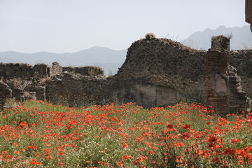 poppies in Pompeii