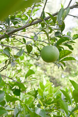 unripe green oranges on tree, close-up of a beautiful orange tree with green oranges, fruit hanging on a tree, Close-up of unripe oranges hanging on a tree, Chakwal, Punjab, Pakistan