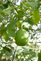 unripe green oranges on tree, close-up of a beautiful orange tree with green oranges, fruit hanging on a tree, Close-up of unripe oranges hanging on a tree, Chakwal, Punjab, Pakistan