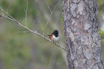 Red eyed eastern towhee perched in a tree