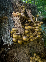 Closeup of Honey fungus. Armillaria mellea
