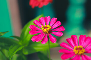 zinnia flower