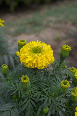 Yellow marigold flower blossom in garden, Yellow Mari Gold flowers for decorate garden, Close up of beautiful Yellow marigold flower. Nature, Marigold flowers bloom in the morning, Marigold