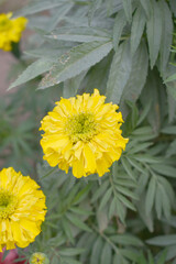 Yellow marigold flower blossom in garden, Yellow Mari Gold flowers for decorate garden, Close up of beautiful Yellow marigold flower. Nature, Marigold flowers bloom in the morning, Marigold