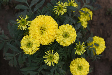 Yellow marigold flower blossom in garden, Yellow Mari Gold flowers for decorate garden, Close up of beautiful Yellow marigold flower. Nature, Marigold flowers bloom in the morning, Marigold
