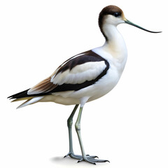 Obraz premium An Avocet silhouette vector style isolated