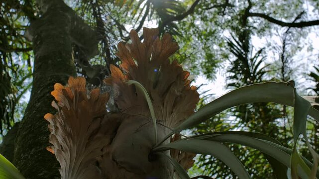Closeup of Platycerium Fern Growing on a Jacaranda Tree Trunk, Sunlight Backlighting with Lens Flare, Capturing Tropical Vibes.