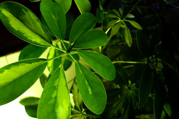 close up of green leaves