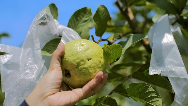 Woman Hand Holding and Rotating Guava Psidium guajava in Tropical Orchard with Bright Blue Sky Background, Semi-Closeup Shot, Capturing Freshness and Vibrant Atmosphere of guava Harvest