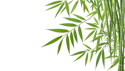 Fototapeta premium bamboo leaf is isolated on a white background