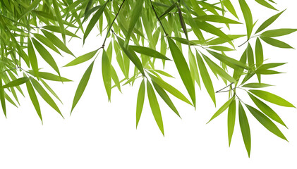 Obraz premium bamboo leaf is isolated on a white background