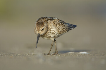 Dunlin