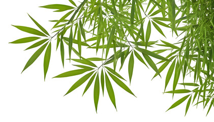 Fototapeta premium bamboo leaf is isolated on a white background