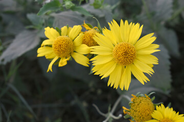 Golden Crownbeard (Also called Golden Crownbeard, Copen Daisy, golden crown beard) in the nature, Golden Crownbeard Flower closeup,Beautiful yellow flower closseup in nature Chakwal, Punjab, Pakistan