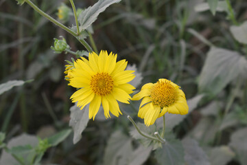 Golden Crownbeard (Also called Golden Crownbeard, Copen Daisy, golden crown beard) in the nature, Golden Crownbeard Flower closeup,Beautiful yellow flower closseup in nature Chakwal, Punjab, Pakistan