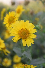 Golden Crownbeard (Also called Golden Crownbeard, Copen Daisy, golden crown beard) in the nature, Golden Crownbeard Flower closeup,Beautiful yellow flower closseup in nature Chakwal, Punjab, Pakistan