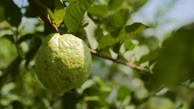 Close-Up of Fresh Hanging Guava psidium guajava in Orchard on a Sunny Tropical Morning, Highlighting Guava Fruit Freshness.