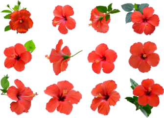 Red hibiscus flower isolated on white