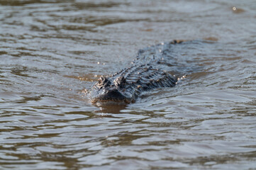 Fototapeta premium Alligator displays the full length of its body and scales as it swims directly towards the viewer