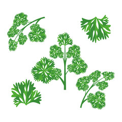 A sprigs of curly parsley. Part of my color flat set of the 15 best herbs for cooking. Greens on a white. Herbs for meat, fish, drinks and cocktails. For app, design, web, interface, ad. Vector EPS 10
