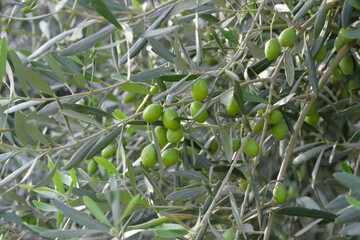 Fototapeta premium unripe green olives on tree closeup, Olive-tree branch with unripe green olives, olive tree plantation during harvest, unripe green olives on the tree with green leaves, Chakwal, Punjab, Pakistan