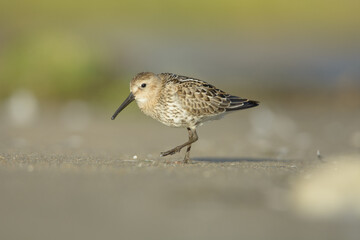 Dunlin