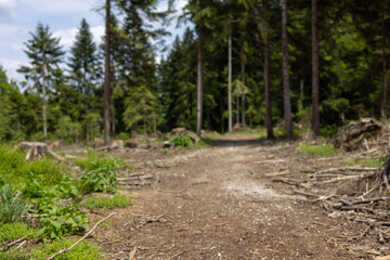 Scenic view of a pathway against a green forest