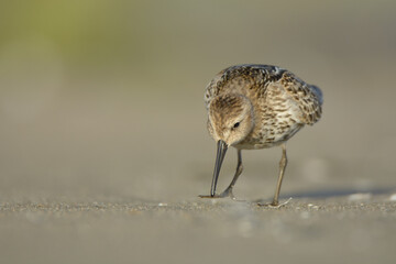 Dunlin