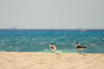 Seagulls on sunlit beach with turquoise ocean waves in background