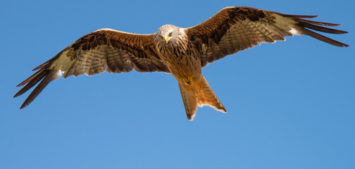 Milan royal en vol dans un ciel bleu © William Vallée
