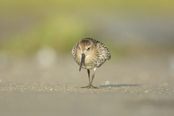 Dunlin