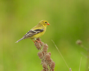 Obraz premium American Goldfinch | Spinus tristis | North American Backyard Bird | Yellow Finch