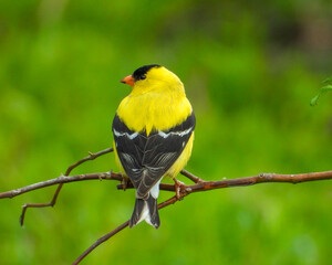 American Goldfinch | Spinus tristis | North American Backyard Bird | Yellow Finch
