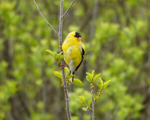 American Goldfinch | Spinus tristis | North American Backyard Bird | Yellow Finch