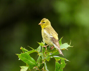 American Goldfinch | Spinus tristis | North American Backyard Bird | Yellow Finch
