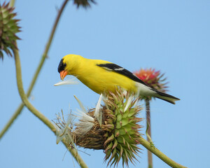 Naklejka premium American Goldfinch | Spinus tristis | North American Backyard Bird | Yellow Finch